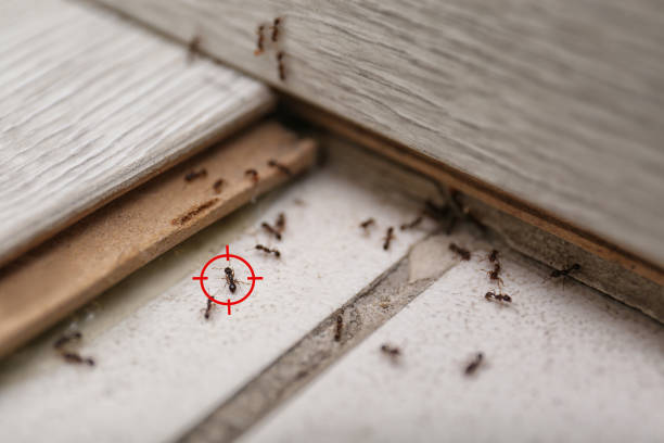 Best Mosquito Control Services  in Helena Flats, MT